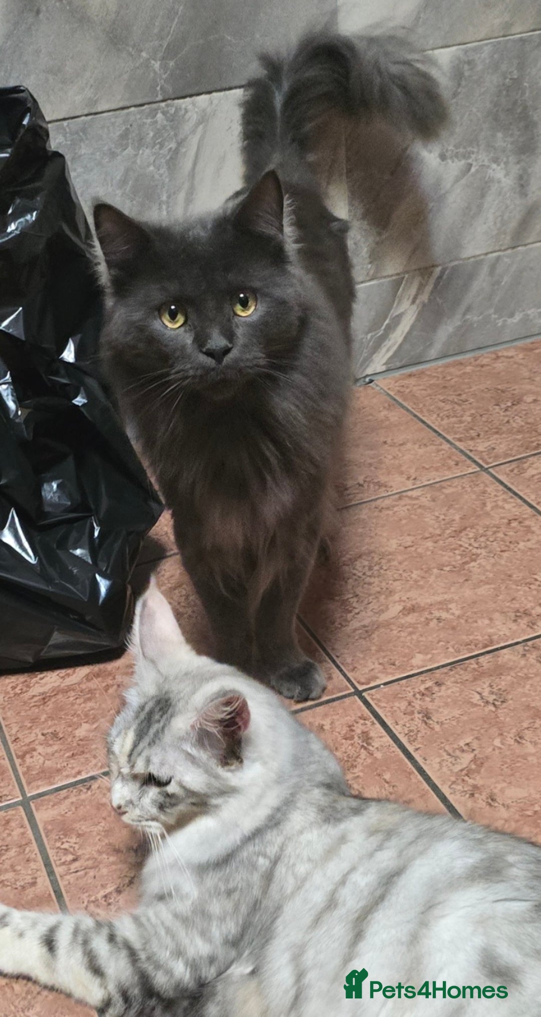 Maine Coon cats for sale: Giant maine coon kittens for sale  - Advert 22