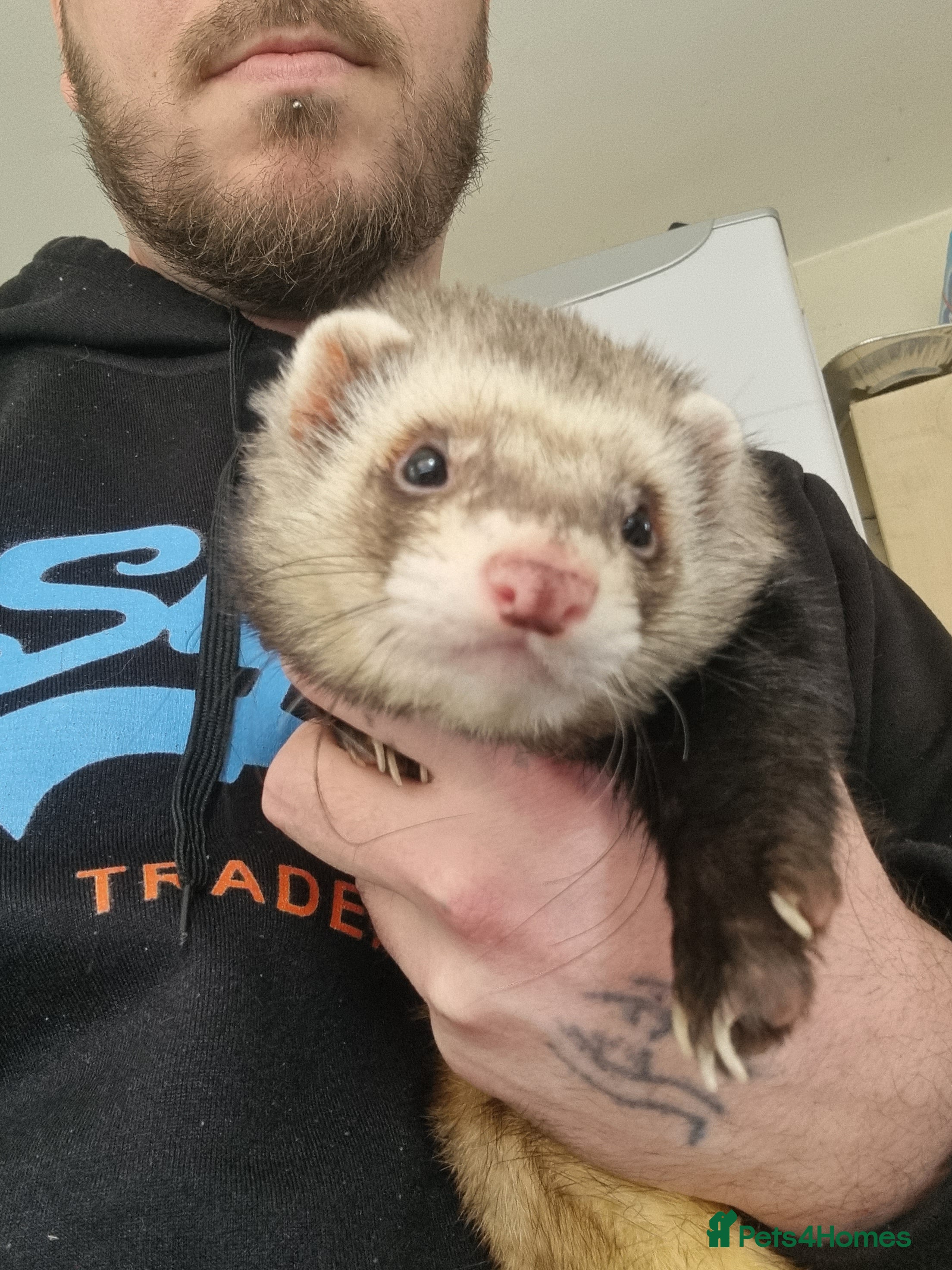 Ferret rodents male ferret - Advert 1