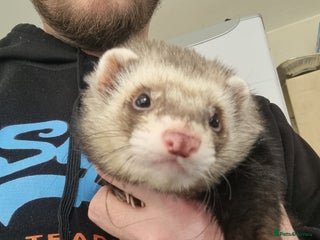 Ferret rodents male ferret - Advert 1