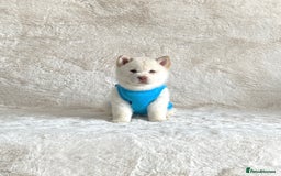 Chow Chow dogs for sale: Exotic colour chowsky puppies for sale  - Image 24