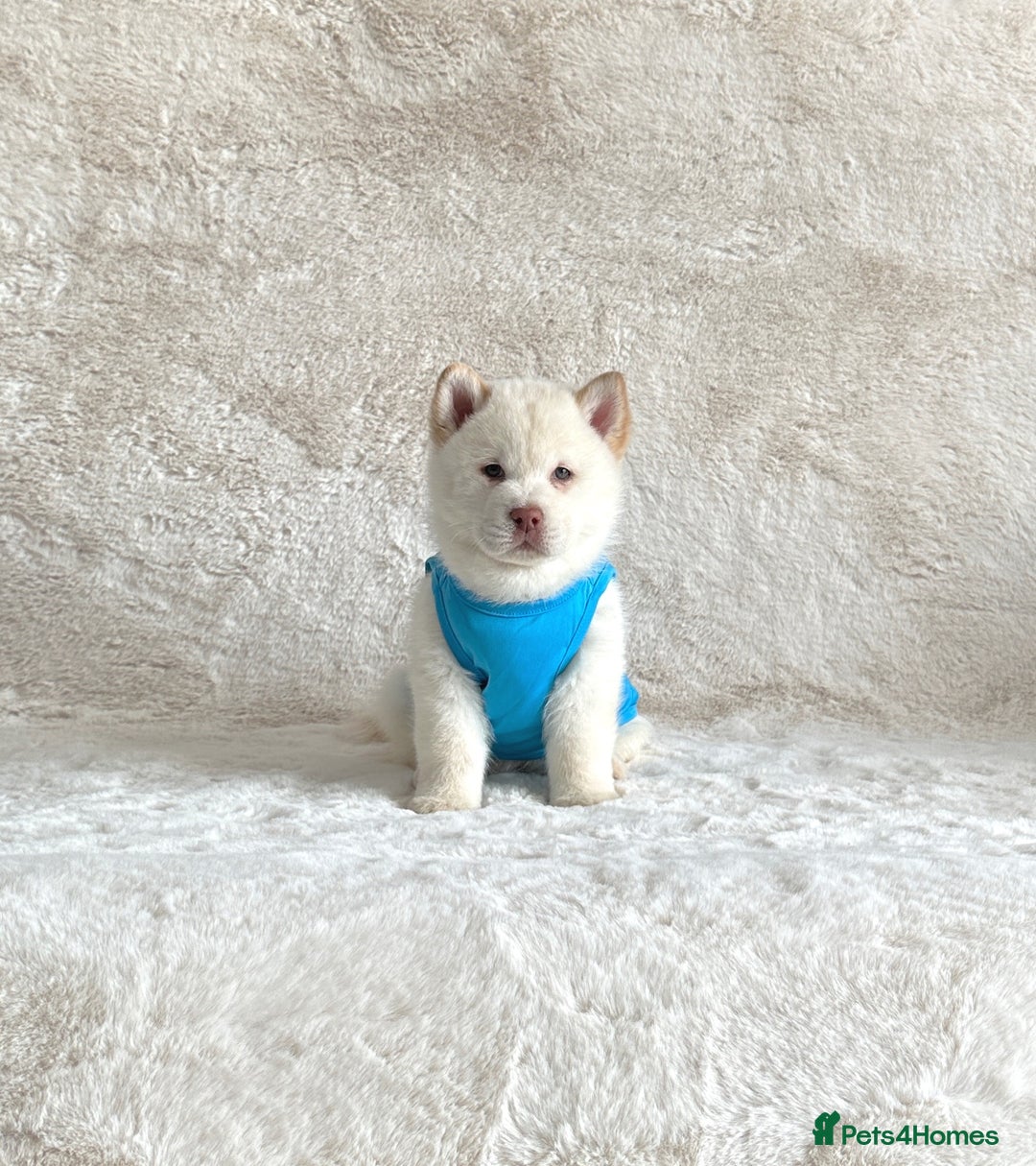 Chow Chow dogs for sale: Exotic colour chowsky puppies for sale  - Image 24