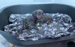 Miniature Dachshund dogs for sale: Miniature Dachshund puppies - Image 14