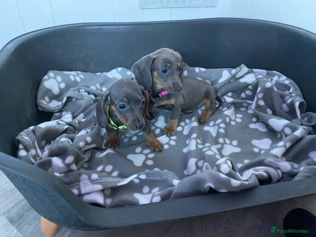 Miniature Dachshund dogs for sale: Miniature Dachshund puppies - Image 14