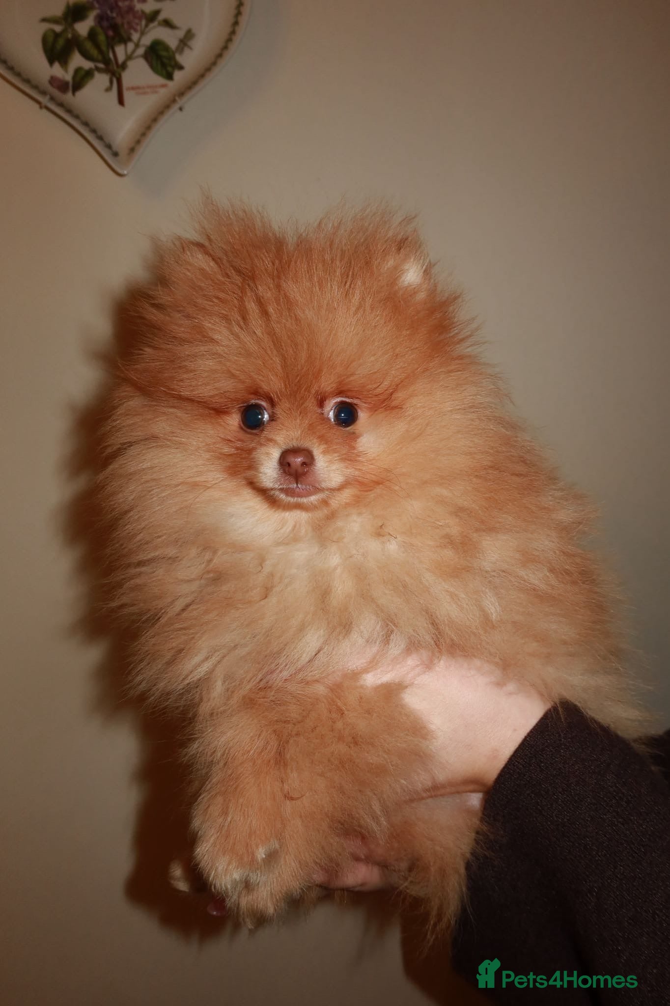 Pomeranian dogs Beautiful Thick Coat & Light Eyes - Advert 12