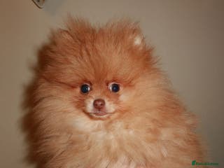 Pomeranian dogs Beautiful Thick Coat & Light Eyes - Advert 14