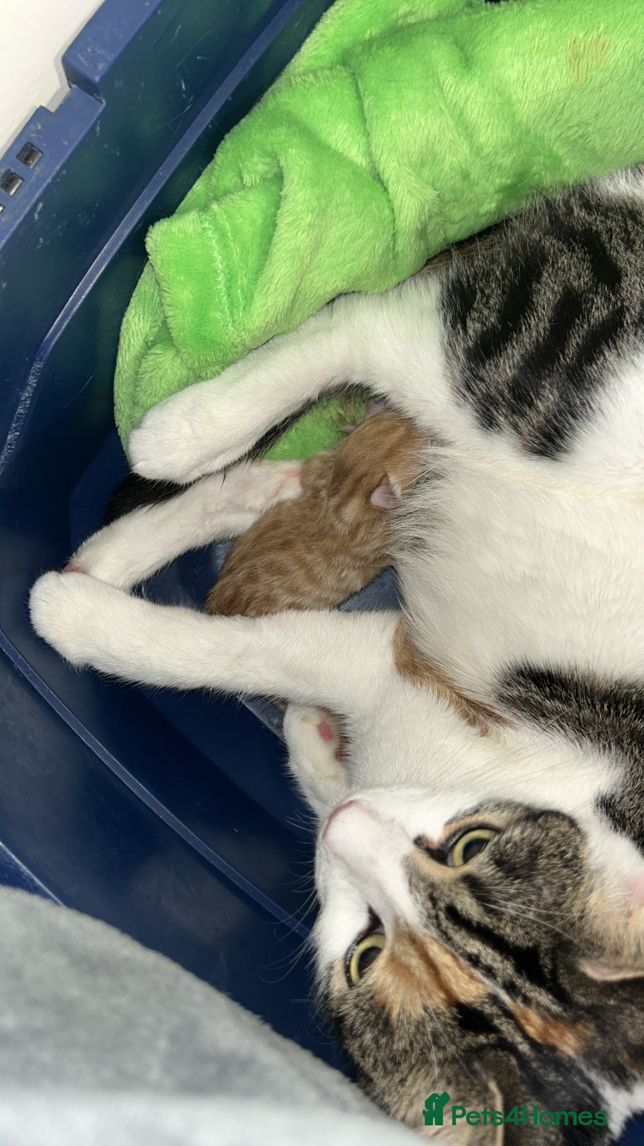 Mixed Breed cats Kittens  - Advert 1