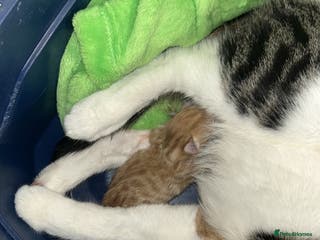 Mixed Breed cats Kittens - Advert 1