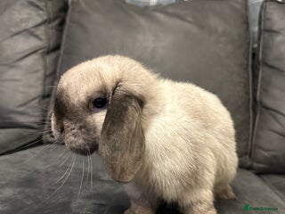 Mini Lop rabbits Vaccinated Purebred Minilop - Advert 14