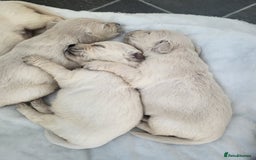 Golden Retriever dogs for sale: Golden retriever pups - Image 4