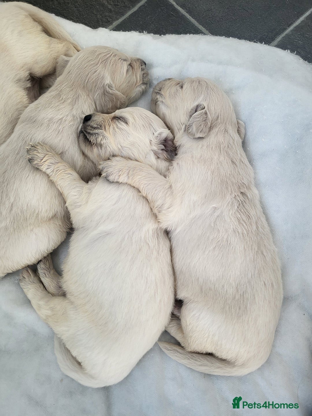 Golden Retriever dogs for sale: Golden retriever pups - Image 4