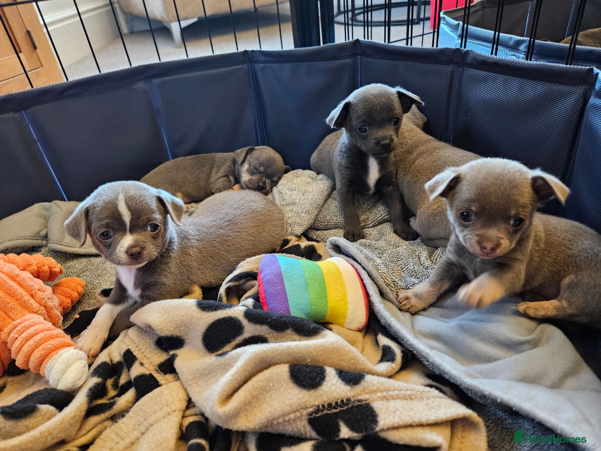 Chihuahua dogs Only 1 left ## Smoothcoat Chihuahua puppy for sale - Advert 2