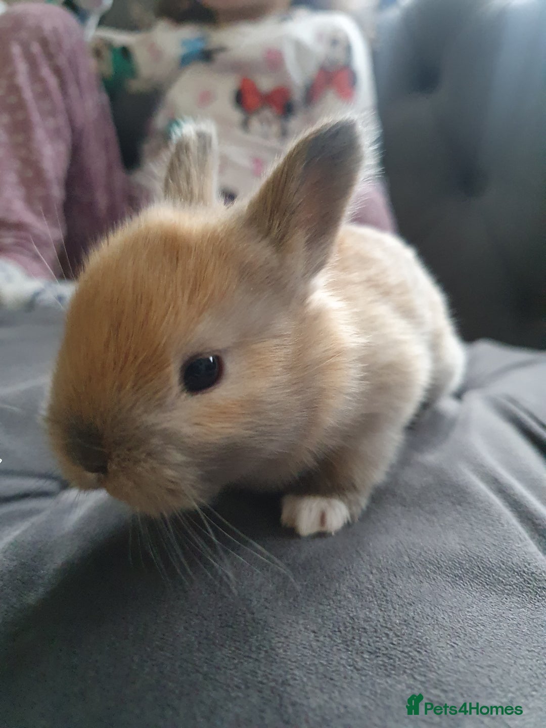 Lionhead rabbits for sale: Baby bunny's mixed lionhead /northern dwaf - Image 14