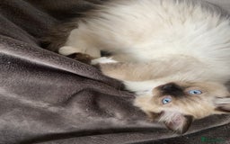 Ragdoll cats for sale: Beautiful Ragdol babies ready to leave  - Image 38