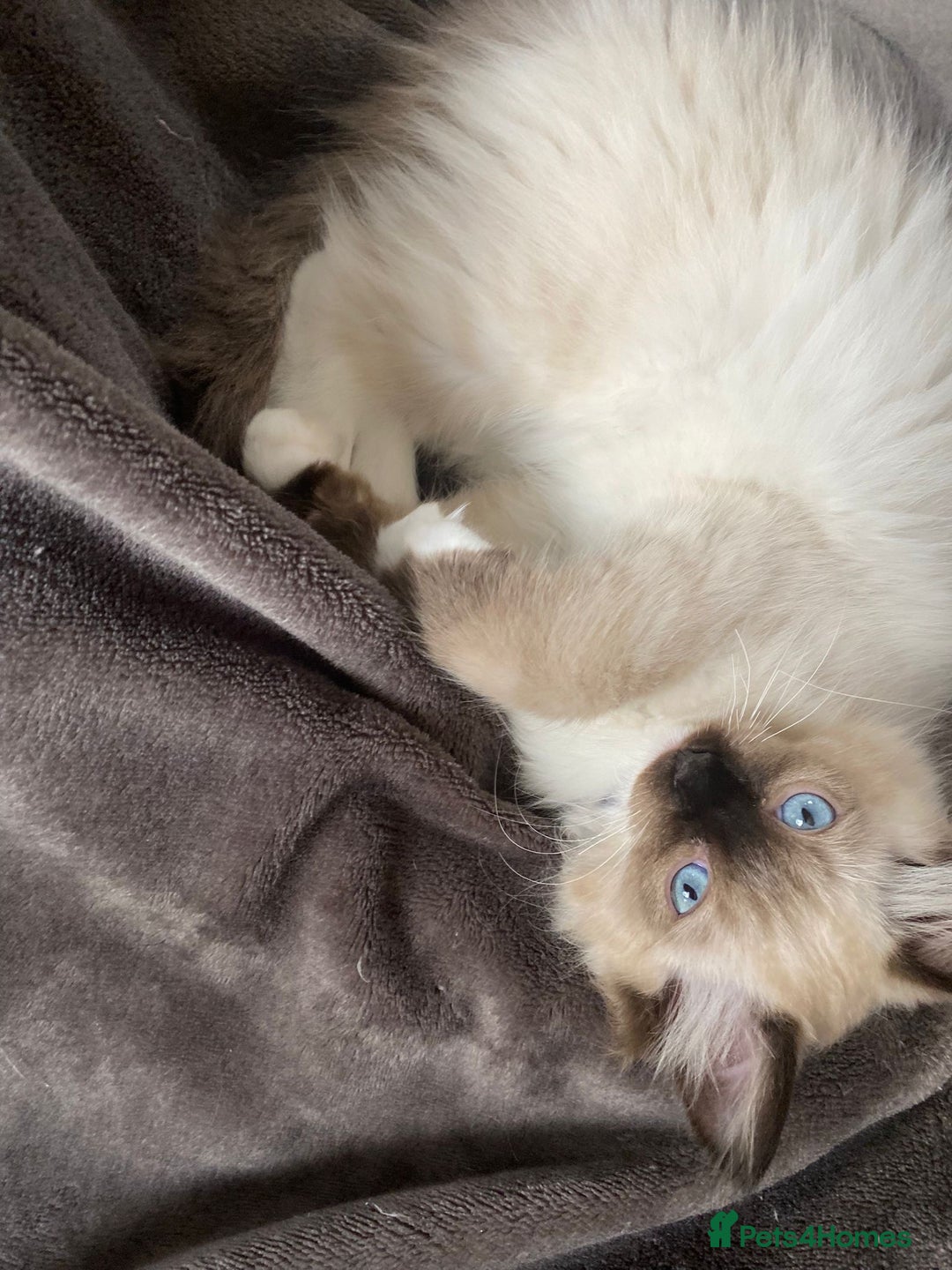 Ragdoll cats for sale: Beautiful Ragdol babies ready to leave  - Image 38