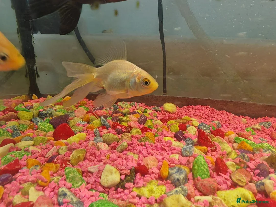 Goldfish fish for sale: Goldfish , Veiltail , Fancy, Telescope black in Glasgow - Advert 31
