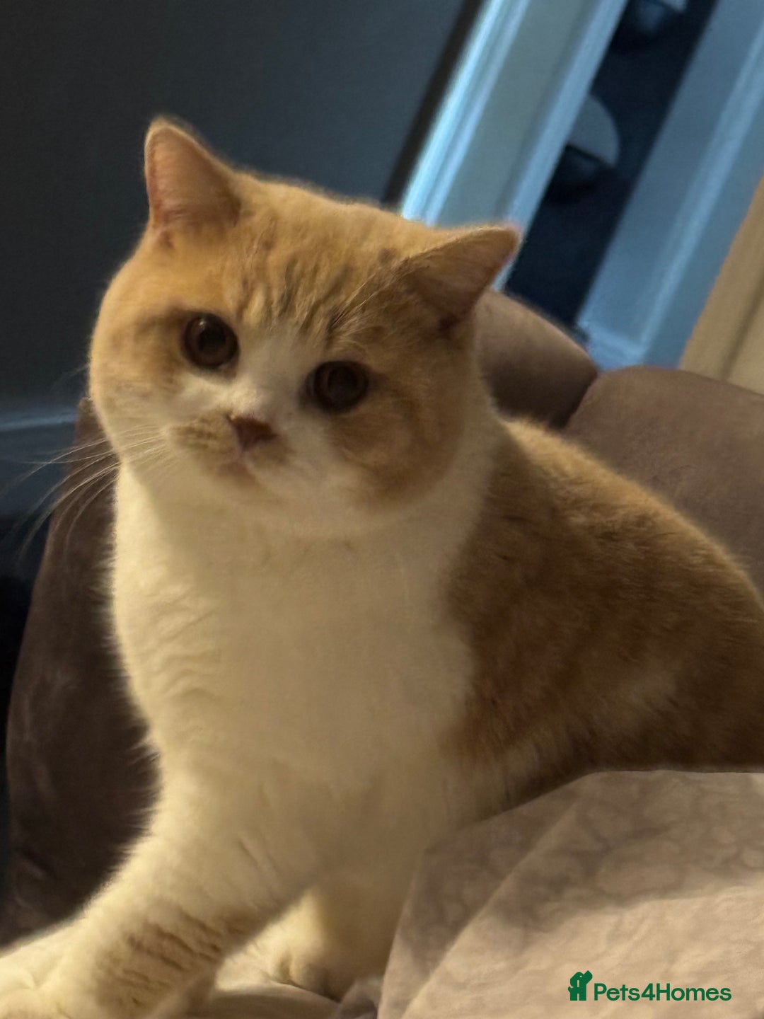 British Shorthair cats for sale: Gorgeous BSH - Image 2