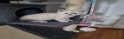 Scottish Fold cats for sale: Scottish Straight and Scottish Fold  - Advert 5