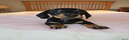 Dachshund dogs for sale: Pure Bred Dachshunds  - Advert 2