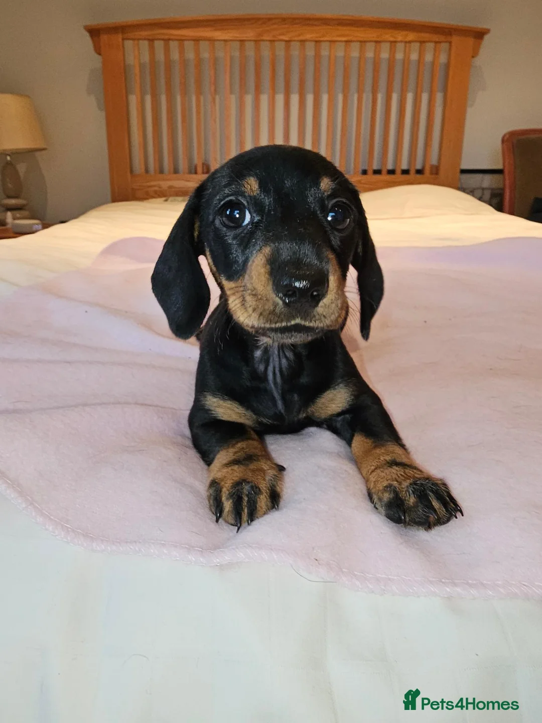 Dachshund dogs for sale: Pure Bred Dachshunds  - Advert 2