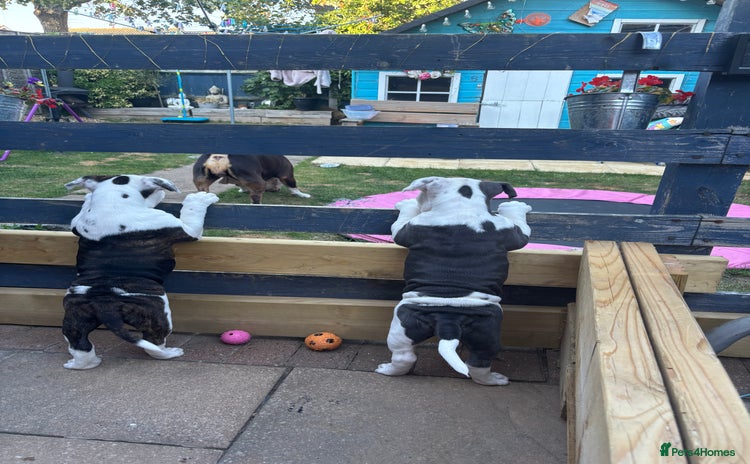 Olde English Bulldogge dogs - Advert 2