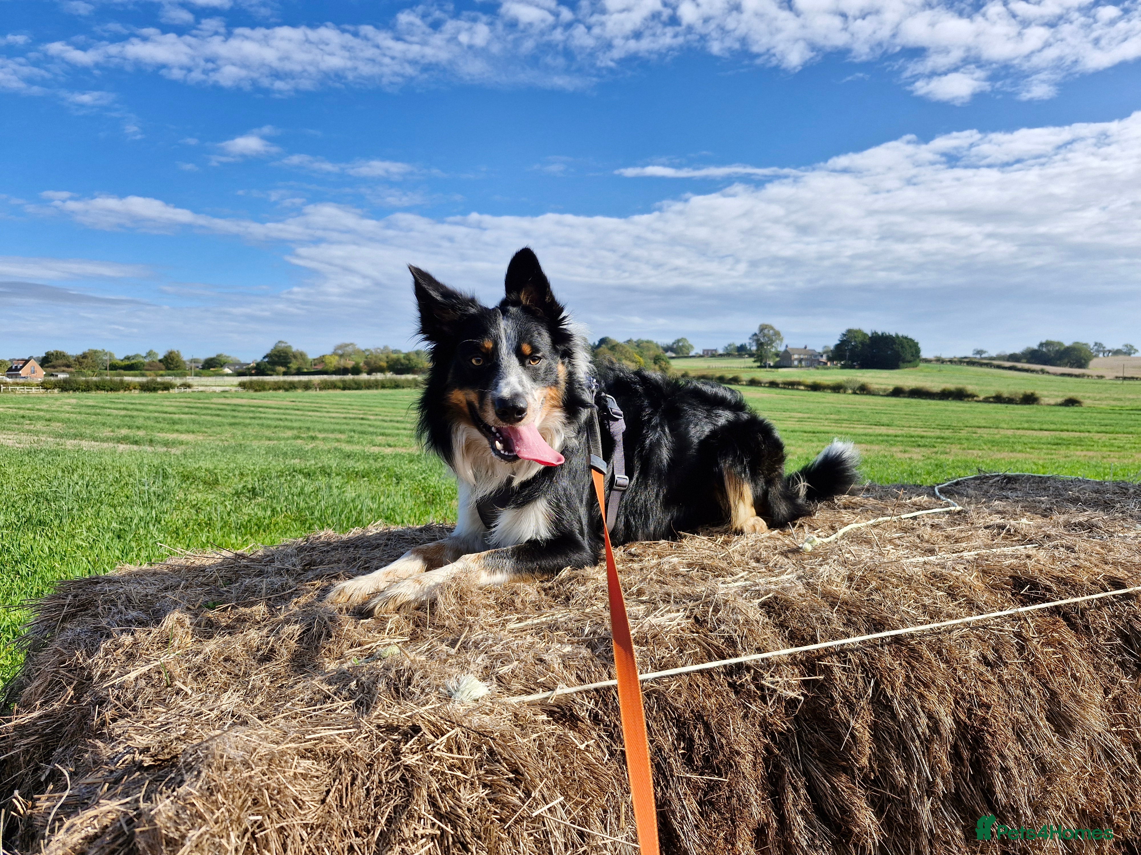 Border Collie dogs *STUD* Merlin - Advert 12