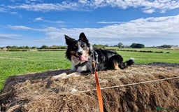 Border Collie dogs for stud: *STUD* Merlin - Image 1