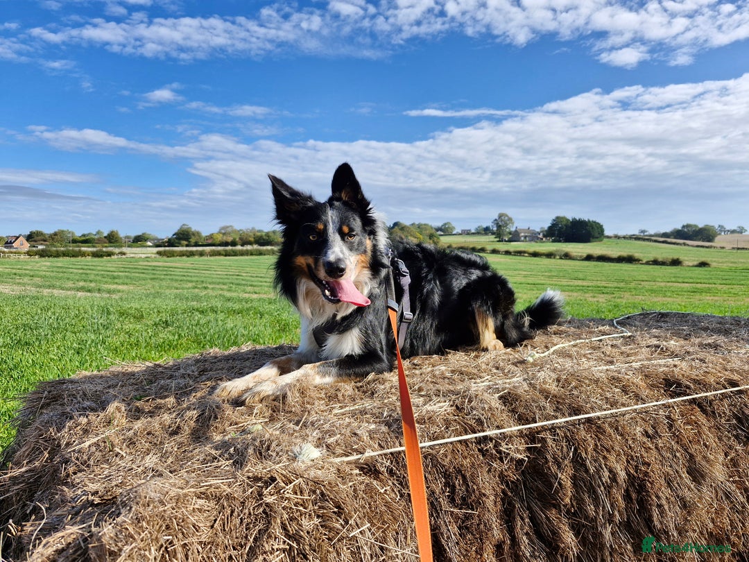 Border Collie dogs for stud: *STUD* Merlin - Image 1