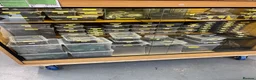 Mixed Breed invertebrates for sale: Various Invertebrates At Urban Exotics  - Advert 3