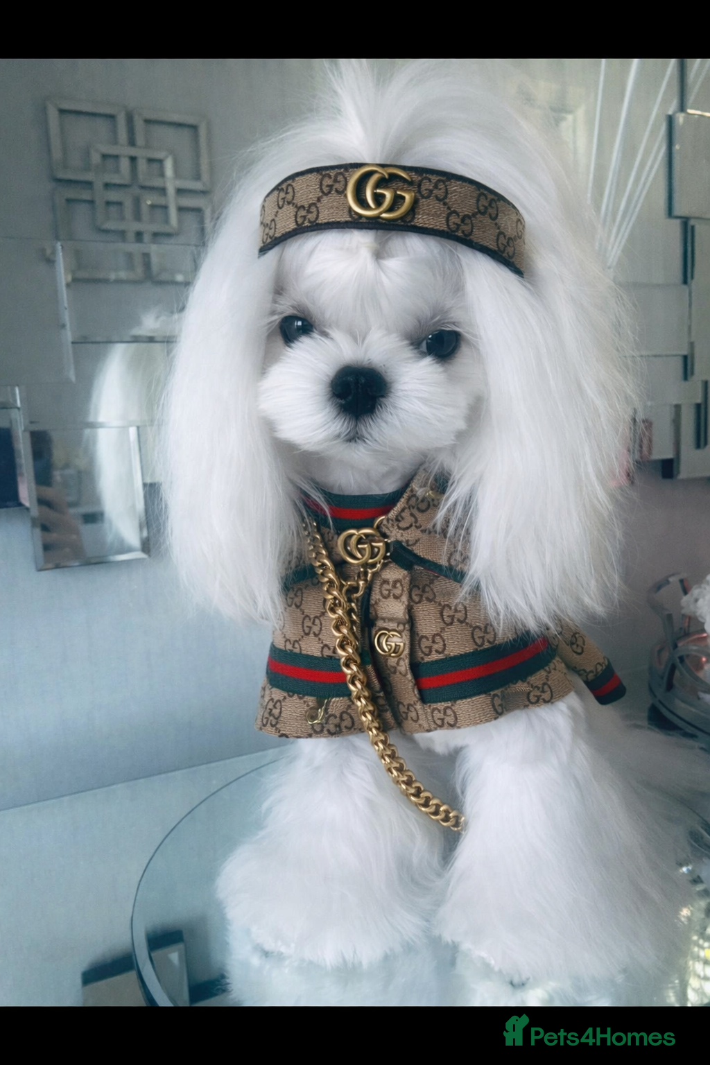 Maltese dogs 🖤DNA health tested Tiny Korean Maltese boy🖤 - Advert 1