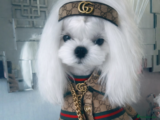 Maltese dogs 🖤DNA health tested Tiny Korean Maltese boy🖤 - Advert 1