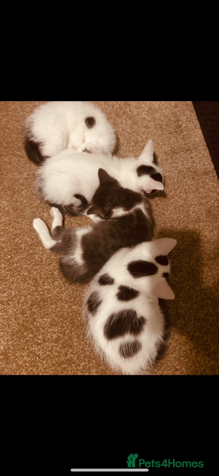 Ragdoll cats Half ragdoll kittens mother is a purebred ragdoll - Advert 1