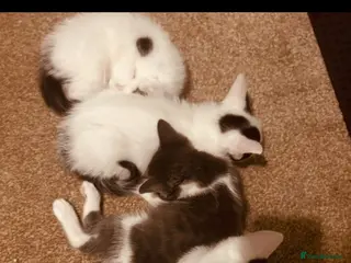 Ragdoll cats Half ragdoll kittens mother is a purebred ragdoll - Advert 1