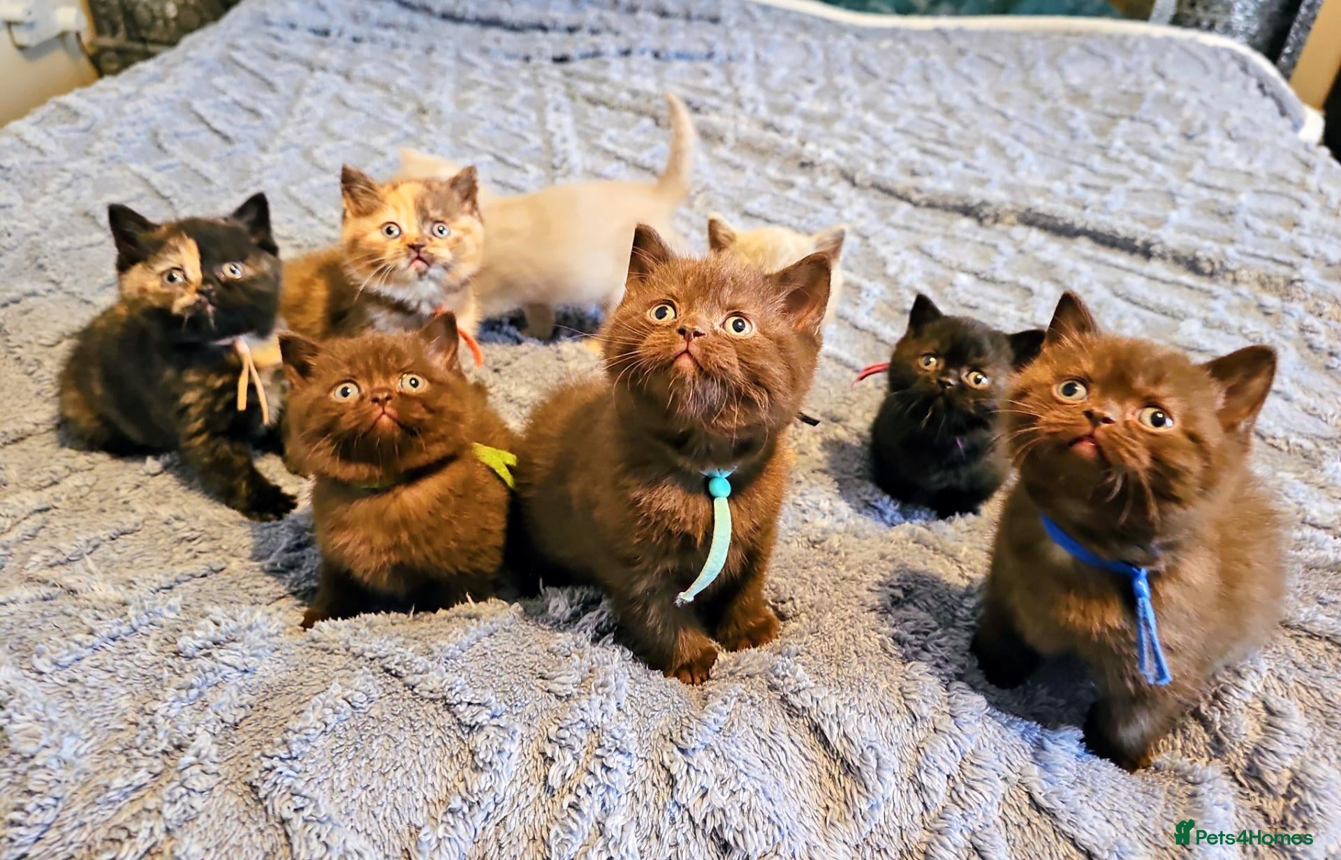 British Shorthair cats for sale: British Shorthair kittens - Advert 1