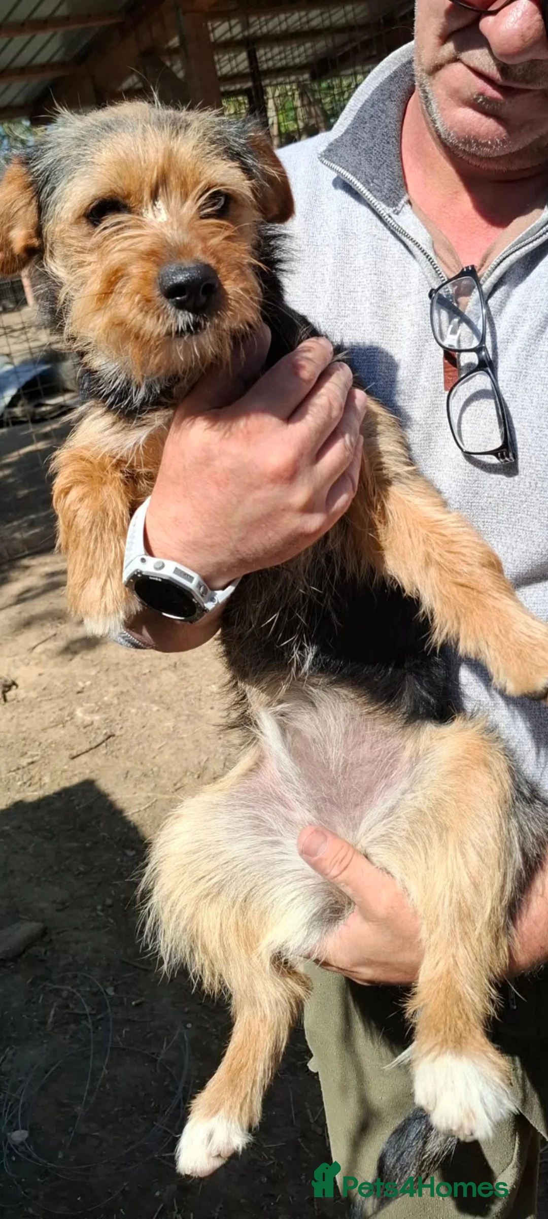 Mixed Breed dogs for adoption: Dolly small terrier - Advert 2