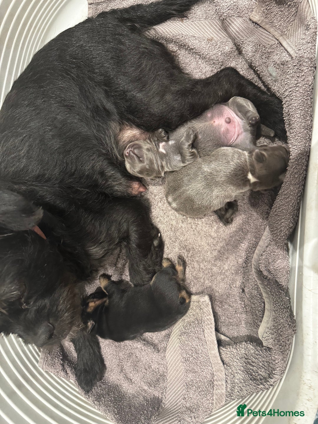 Mixed Breed dogs for sale: French bulldog x cockapoo - Image 7