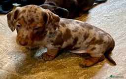 Miniature Dachshund dogs for sale: Stunning Miniature Smooth Dachshunds - Image 10