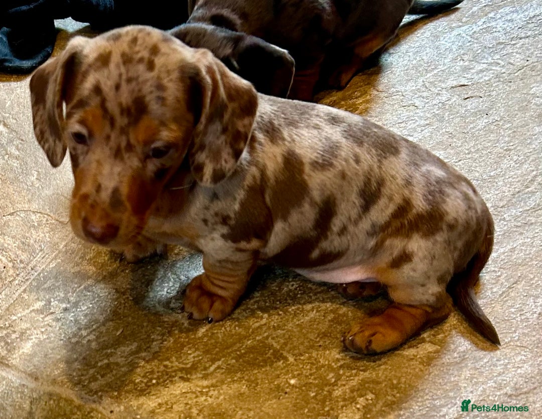 Miniature Dachshund dogs for sale: Stunning Miniature Smooth Dachshunds - Image 10