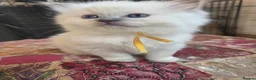 Ragdoll cats for sale: *1 Girl left * - Advert 5
