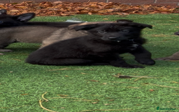 German Shepherd dogs for sale: German Shepherd Puppies, Ready to leave next week - Image 13