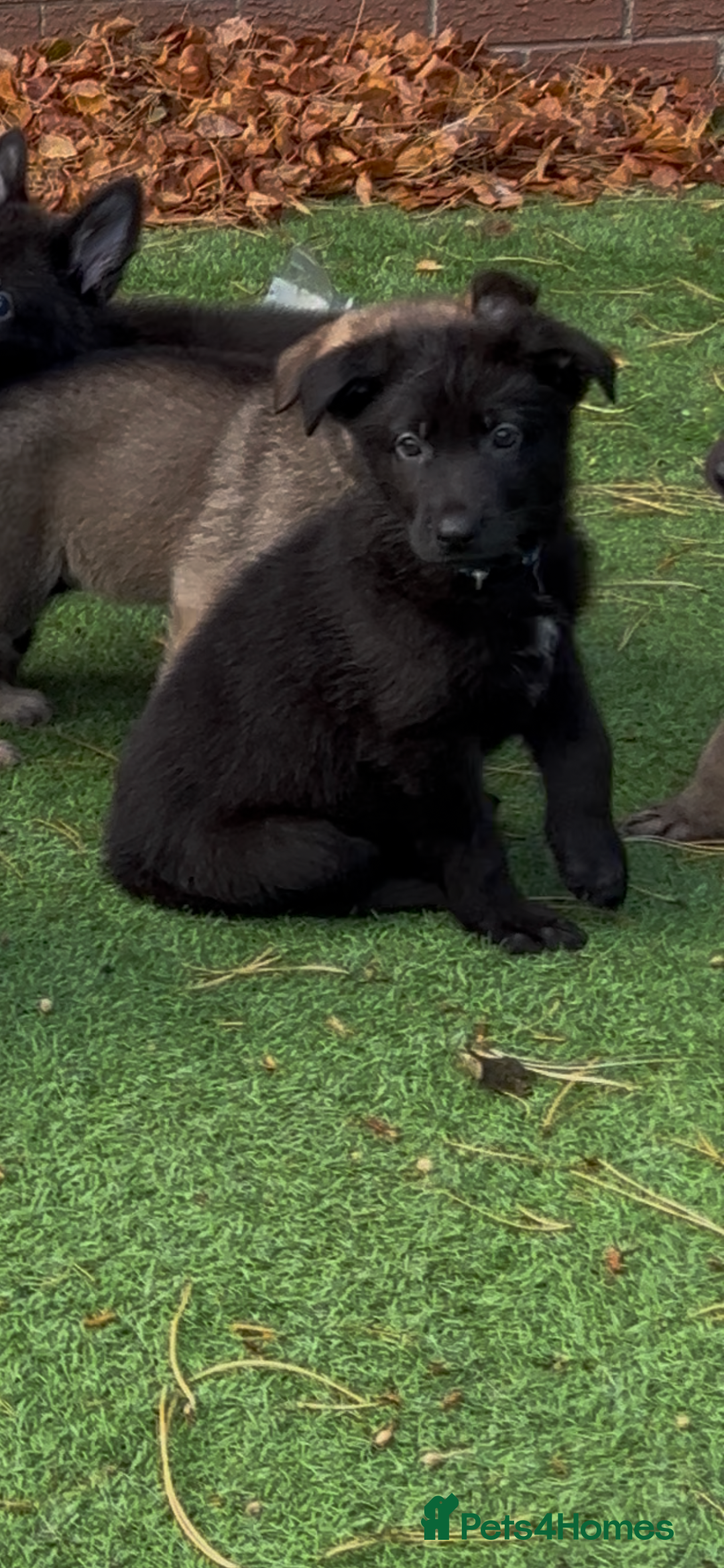 German Shepherd dogs for sale: German Shepherd Puppies, Ready to leave next week - Image 13
