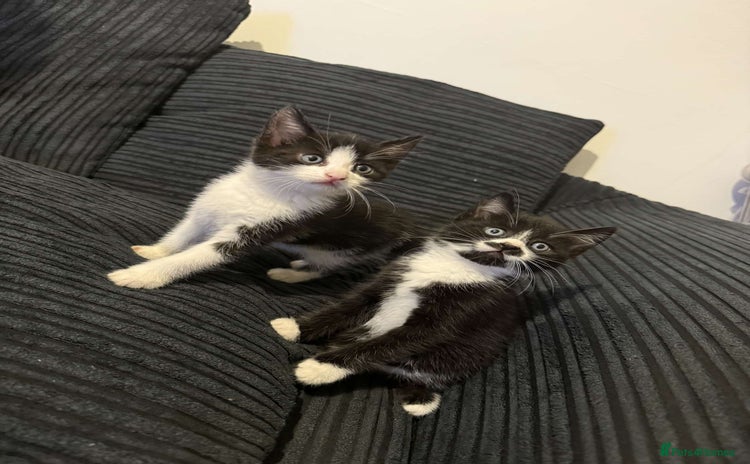 Mixed Breed cats - Advert 3