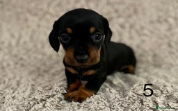 Dachshund dogs for sale: Miniature Dachshund sausage dog puppies - Image 16
