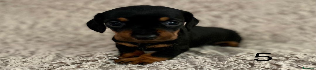 Dachshund Puppy 5