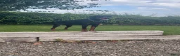 Dobermann dogs for stud: Proven Stud Service Available – Rocco - Advert 4