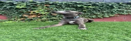 Italian Greyhound dogs for stud: Italian greyhound for stud  - Advert 5
