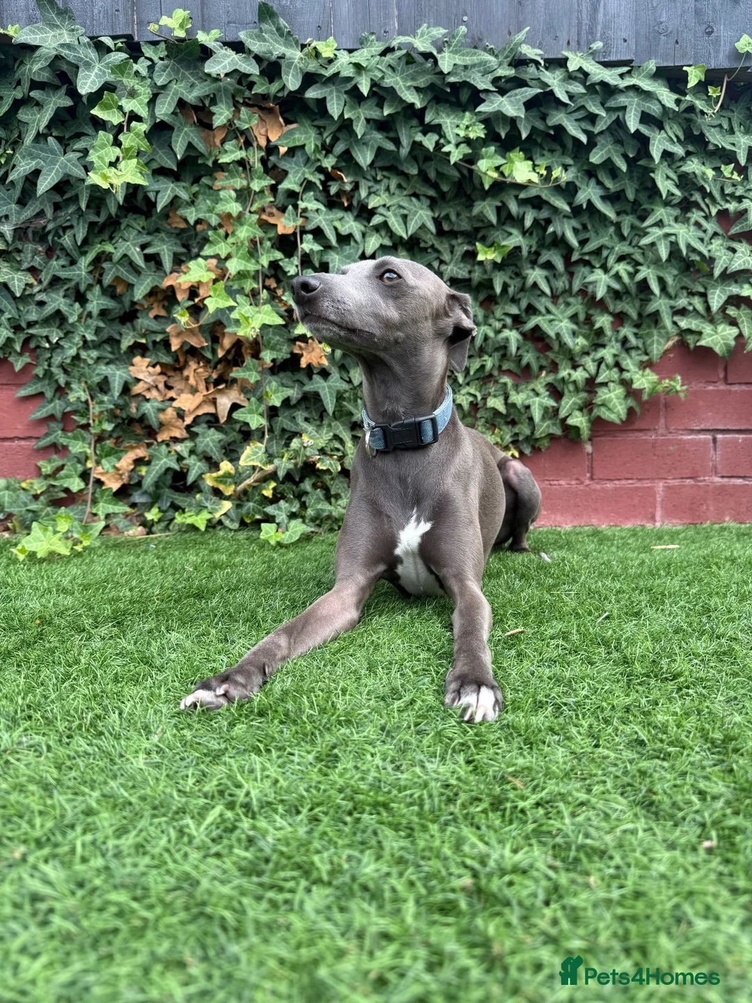 Italian Greyhound dogs for stud: Italian greyhound for stud  - Advert 5