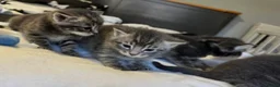 Russian Blue cats for sale: Mixed Russian Blue Kittens - Advert 4