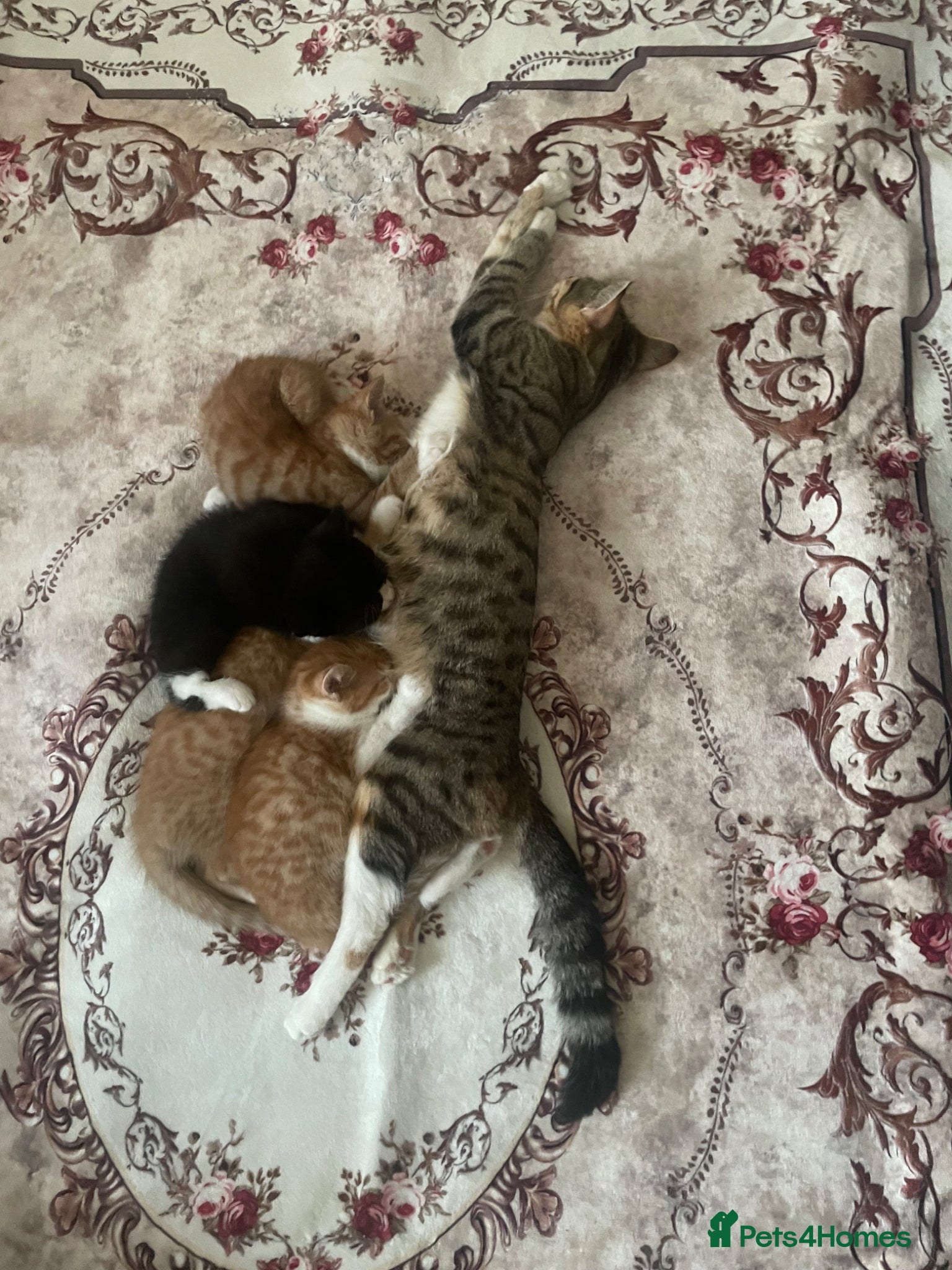 Mixed Breed cats for sale: 2 Cute Kittens  - Advert 1