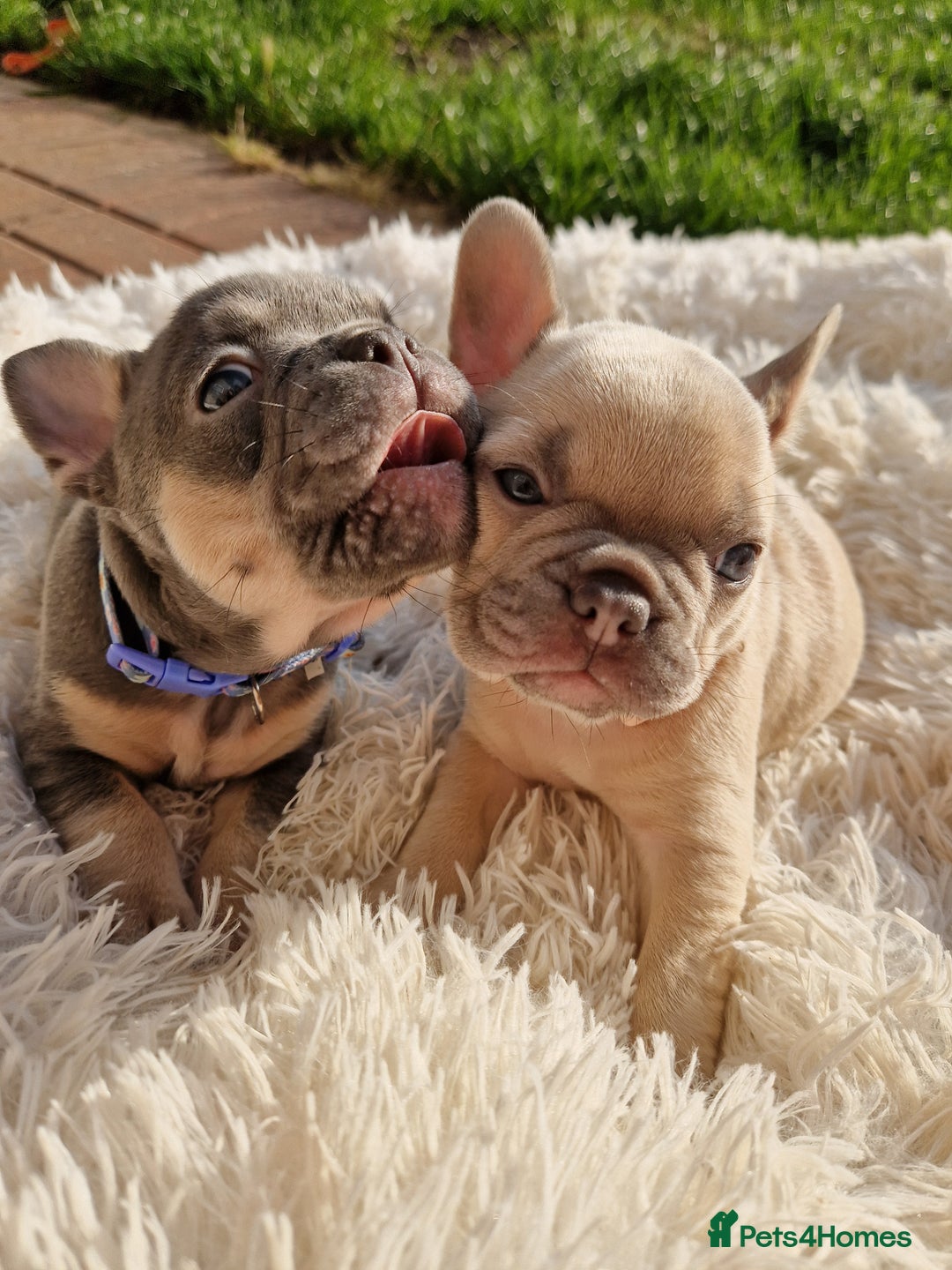 French Bulldog dogs for sale: Rosie litter  - Image 16