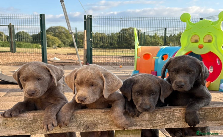 Labrador Retriever dogs - Advert 1